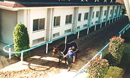 Stables