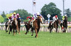 Tokyo Yushun (Japanese Derby)