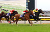 Japan Cup (G1) (International Invitational)