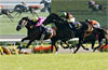 Kikuka Sho (Japanese St. Leger)