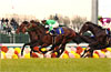 Kikuka Sho (Japanese St. Leger)