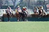 Pegasus Jump Stakes