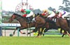 Pegasus Jump Stakes
