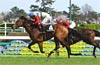 Pegasus Jump Stakes
