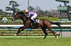 Pegasus Jump Stakes
