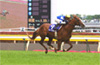 NHK Mile Cup