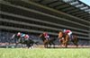 Yushun Himba (Japanese Oaks)