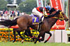 Yushun Himba (Japanese Oaks)