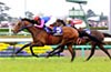Satsuki Sho (Japanese 2000 Guineas)(JPN G1)