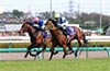 Satsuki Sho (Japanese 2000 Guineas)
