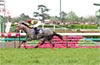 Satsuki Sho (Japanese 2000 Guineas)