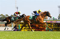 Chunichi Sports Sho Falcon Stakes (G3)
